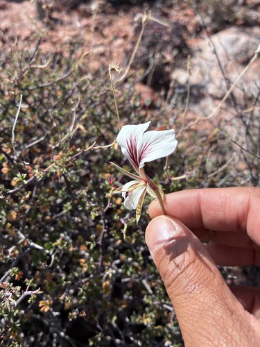 Pelargonium praemorsum, photograph 2