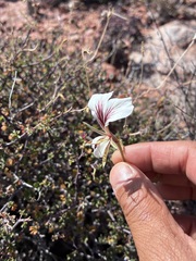 Pelargonium praemorsum, photograph author not stated, no rights reserved