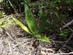 Anthurium crenatum