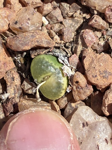 Conophytum lithopsoides
