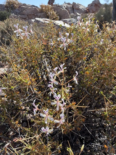 Thorny pelargonium (Pelargonium spinosum)
