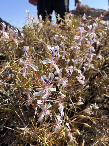 Pelargonium spinosum, photograph 3