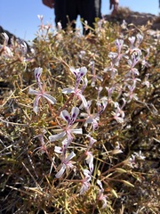 Pelargonium spinosum, photograph author not stated, no rights reserved