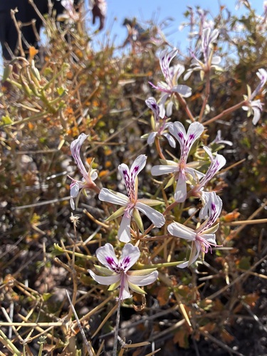 Pelargonium spinosum, photograph 2