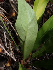 Anthurium crenatum