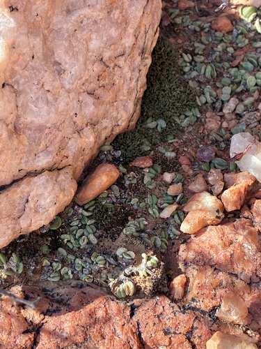 Adromischus nanus