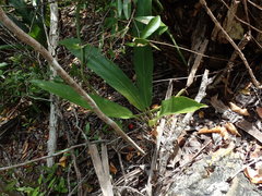 Anthurium crenatum