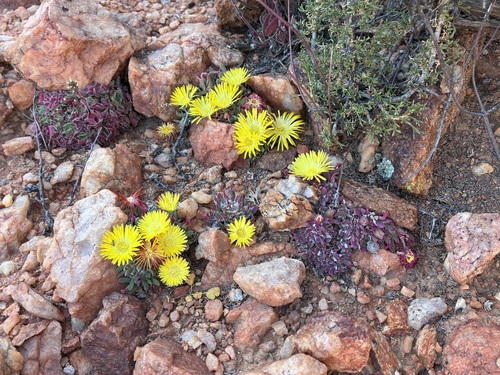 Cheiridopsis umbrosa