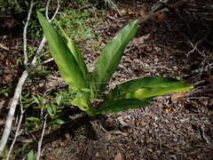 Anthurium crenatum