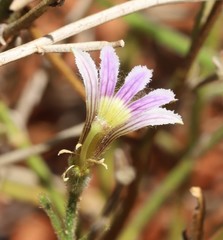 Scaevola parvifolia
