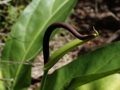 Anthurium crenatum