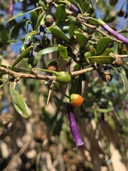 Dunalia spinosa