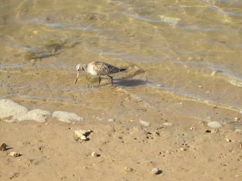 iNaturalist: (c) Dourotimi, some rights reserved (CC BY-NC), uploaded by Dourotimi iNaturalist image