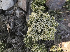 Ozothamnus cupressoides