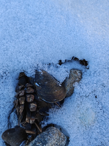 Mytilus edulis