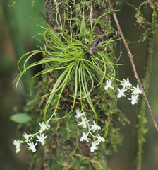 Phymatidium falcifolium