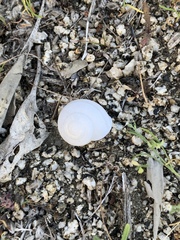 Cahuillus indioensis