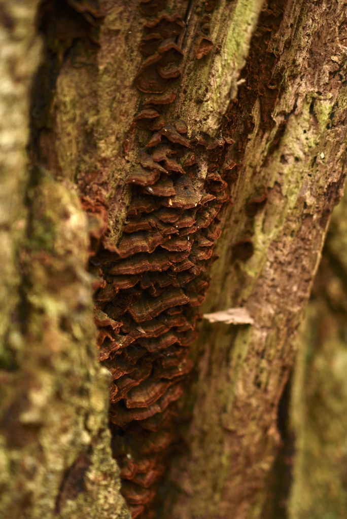 Hymenochaete rubiginosa · January 2026 · photo: © cryptomarasmius (iNaturalist, cc-by)