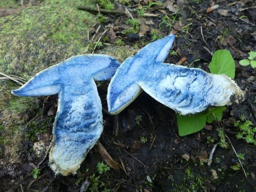 Cornflower Bolete