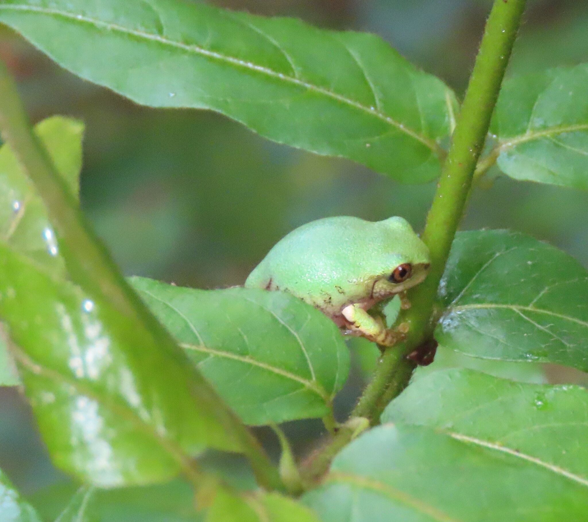 Leptopelis natalensis (Smith, 1849)