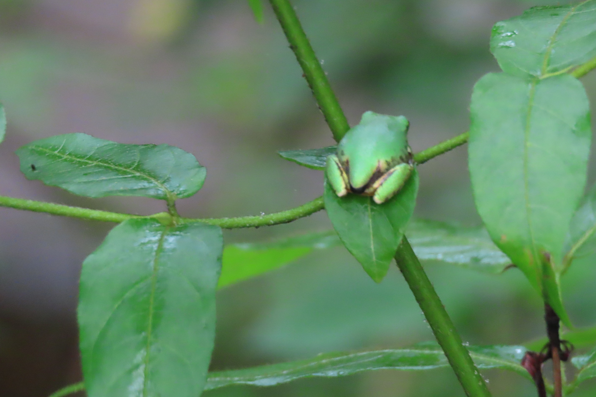 Leptopelis natalensis (Smith, 1849)