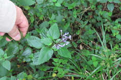 Plectranthus zuluensis, photograph (c) Bruno - Yolande Zanette, some rights reserved (CC BY)