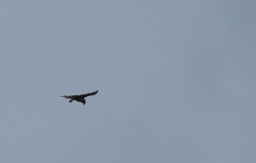 Jackal Buzzard (Buteo rufofuscus), photo 7