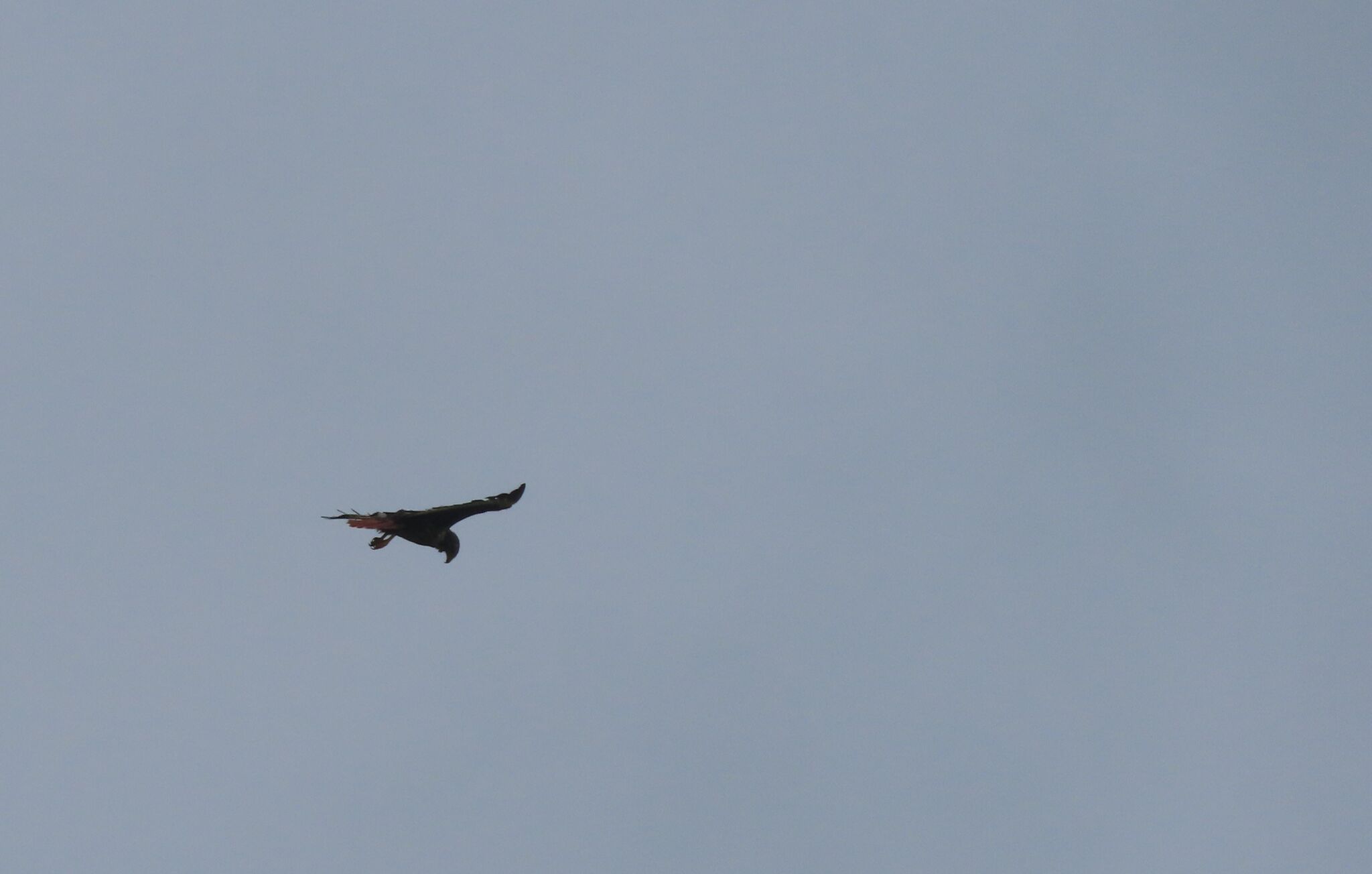 Jackal Buzzard (Buteo rufofuscus), photo 7