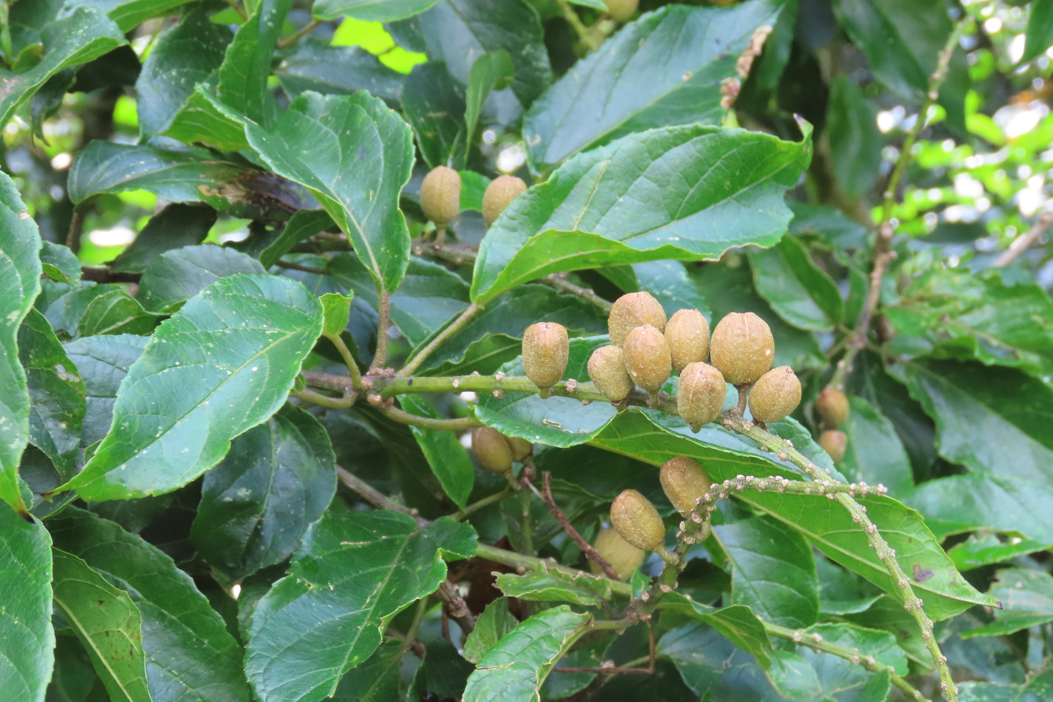 Imagem de Croton sylvaticus