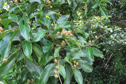 forest fever-berry (Croton sylvaticus)