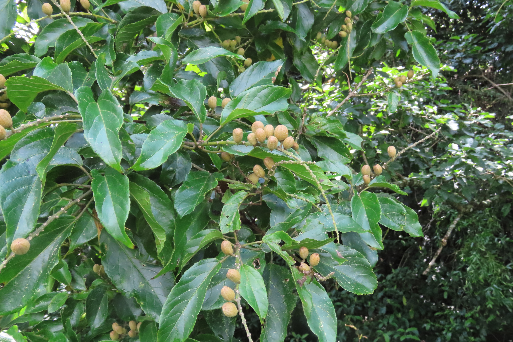 Imagem de Croton sylvaticus