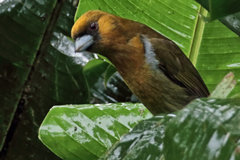Semnornis frantzii