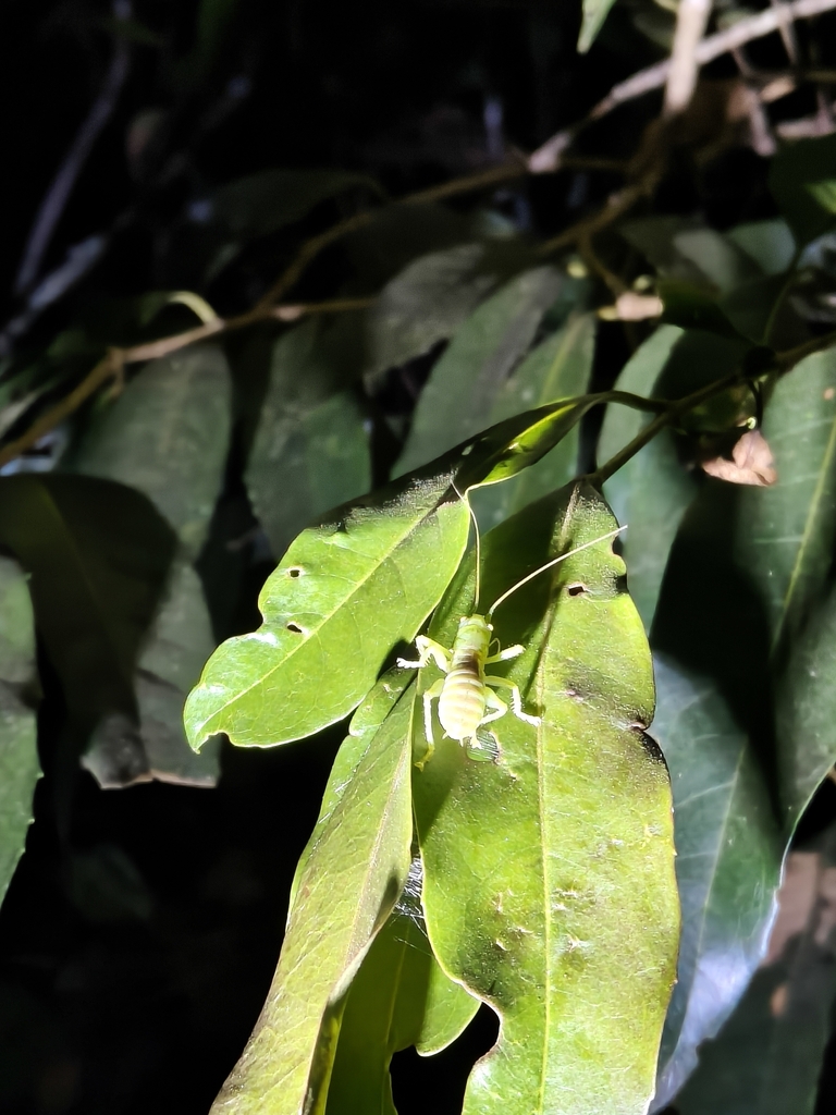 Tigani Insect Magnigryllacris tiga from 云南省普洱市思茅区南屏镇梅子湖景区 on January 26, 2026 at 07: ...