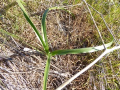 Toxicoscordion fremontii