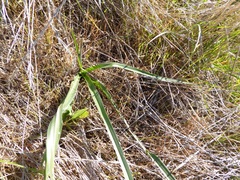 Toxicoscordion fremontii