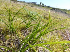 Toxicoscordion fremontii