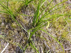 Toxicoscordion fremontii