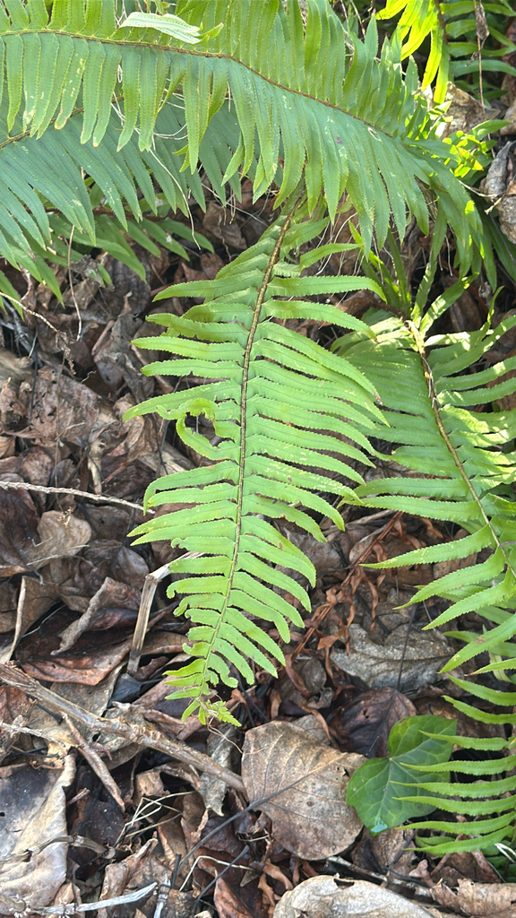 Fern Riffle western sword fern from Seattle, WA, US on January 25, 2026 at 03:02 PM ...