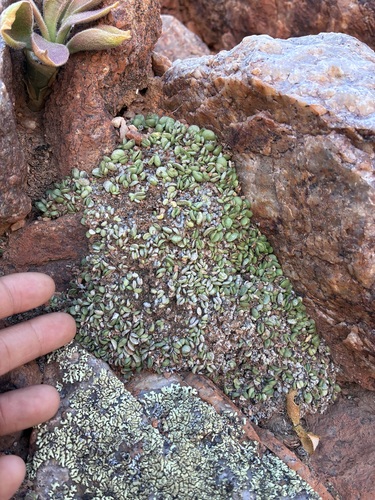 Adromischus nanus 3