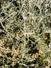 Tree wormwood (Artemisia ramosa)