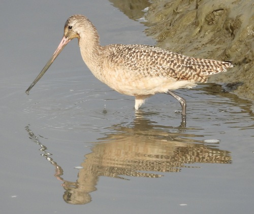 Marbled Godwit (Limosa fedoa), photo 9
