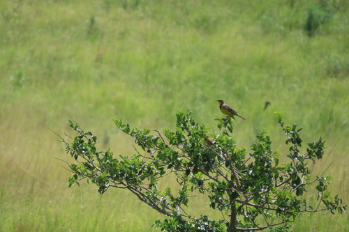 Yellow-throated Longclaw (Macronyx croceus), photo 2