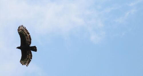 Crowned Eagle (Stephanoaetus coronatus)