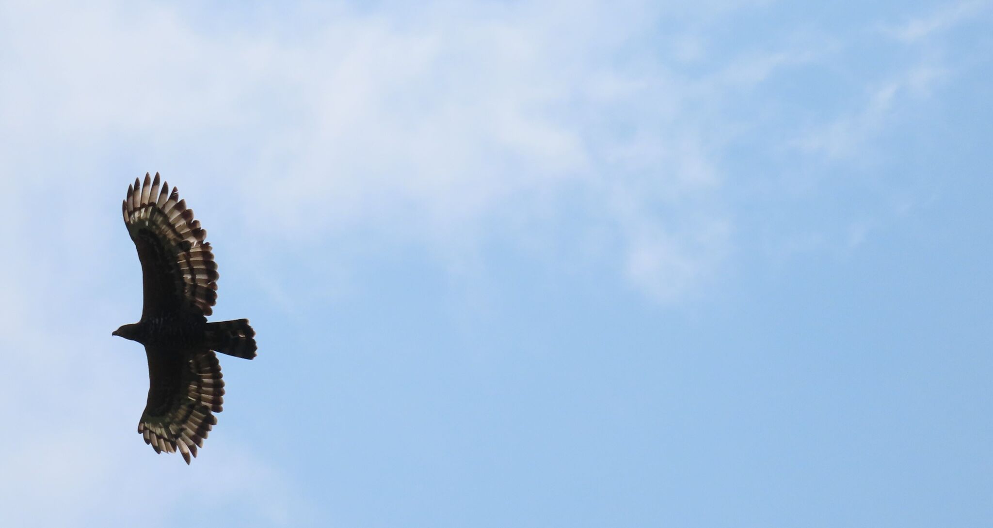 Crowned Eagle (Stephanoaetus coronatus), photo 1