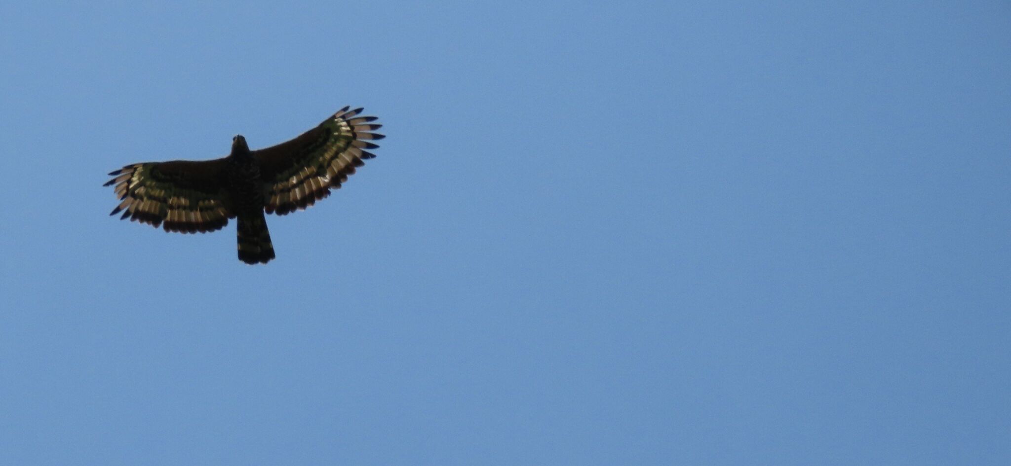 Crowned Eagle (Stephanoaetus coronatus), photo 2