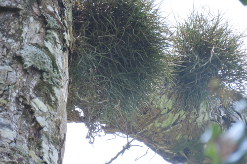 Threetooth Trident Orchid (Tridactyle tridentata)
