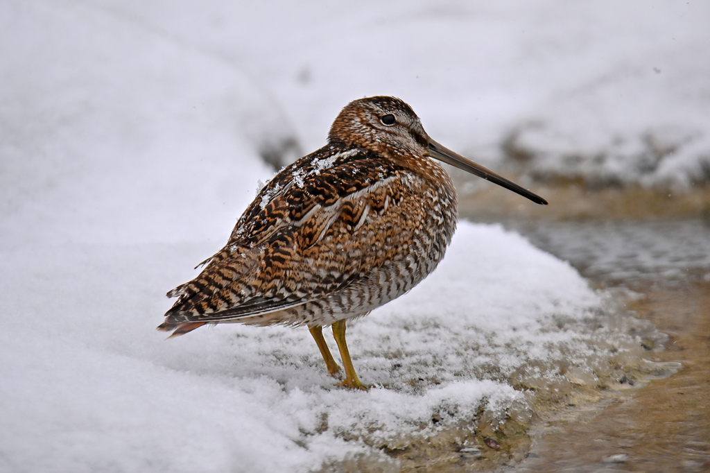 Solitary Snipe