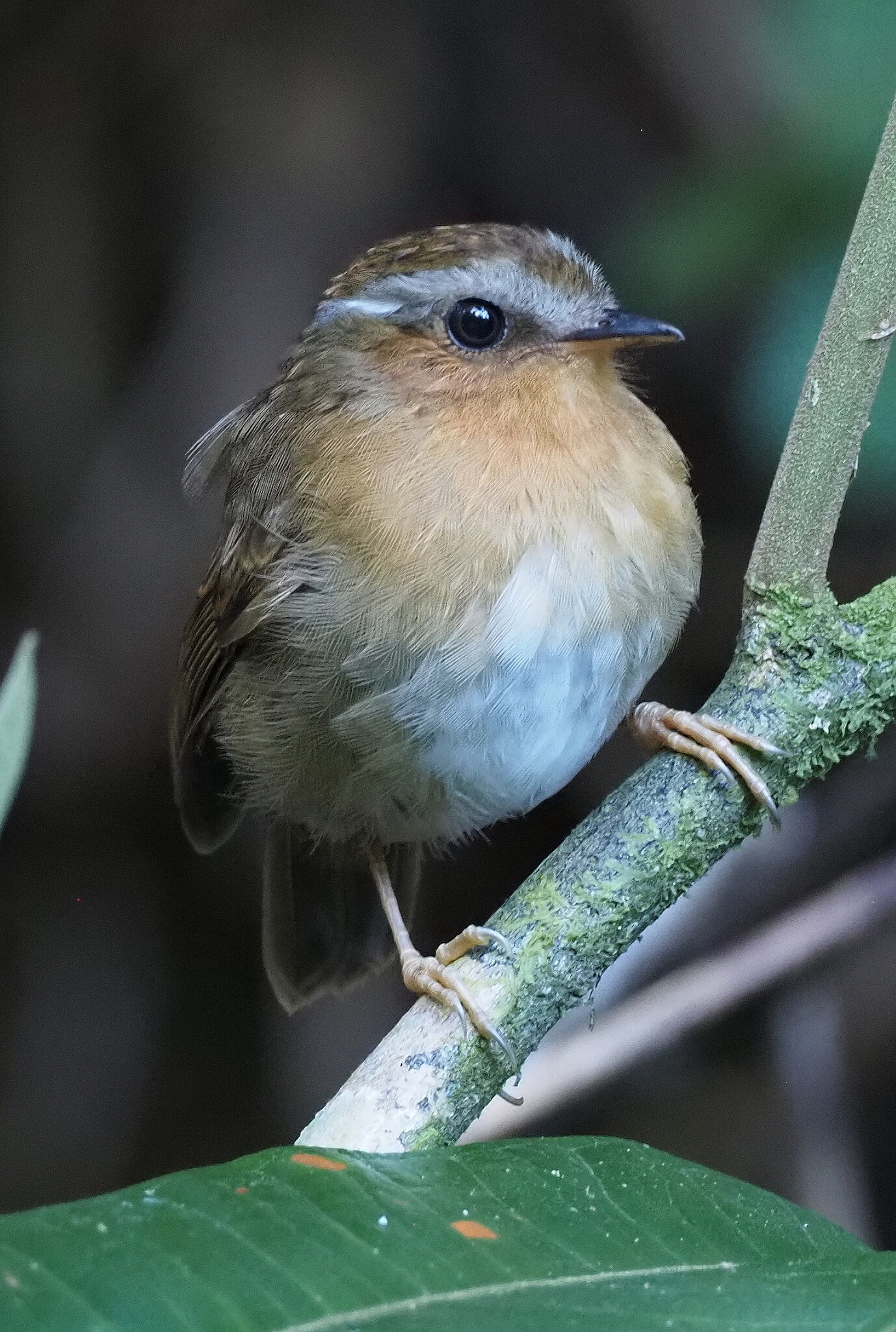 Rufous Gnateater (Conopophaga lineata), photo 4