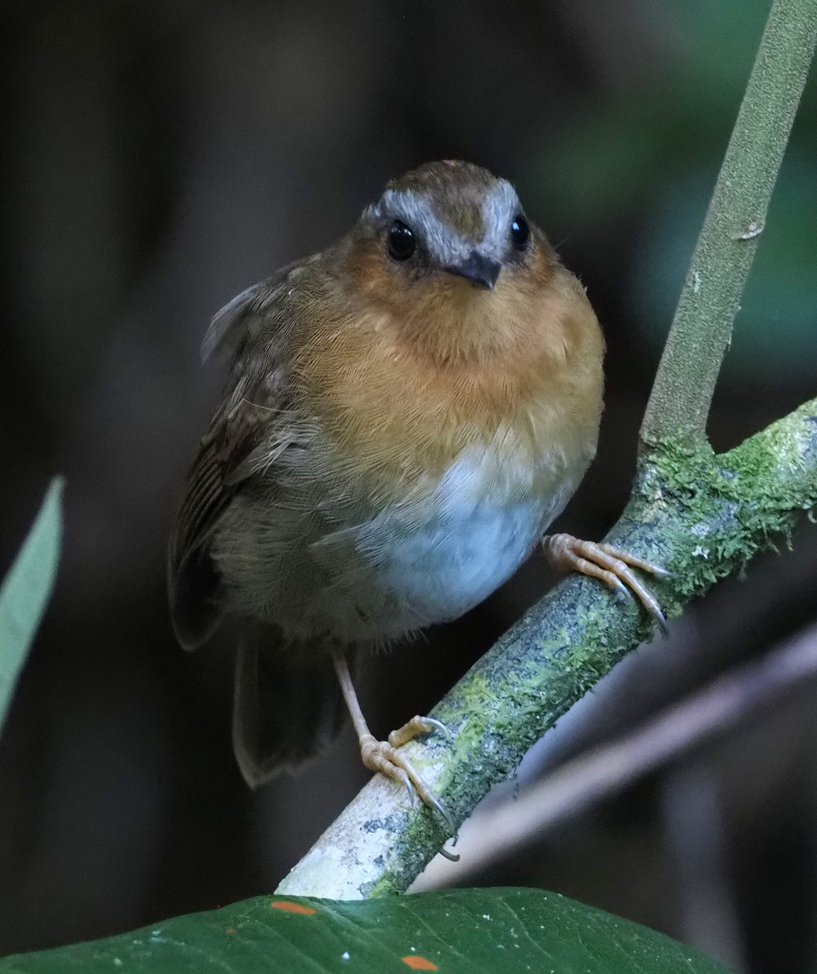 Rufous Gnateater (Conopophaga lineata), photo 5