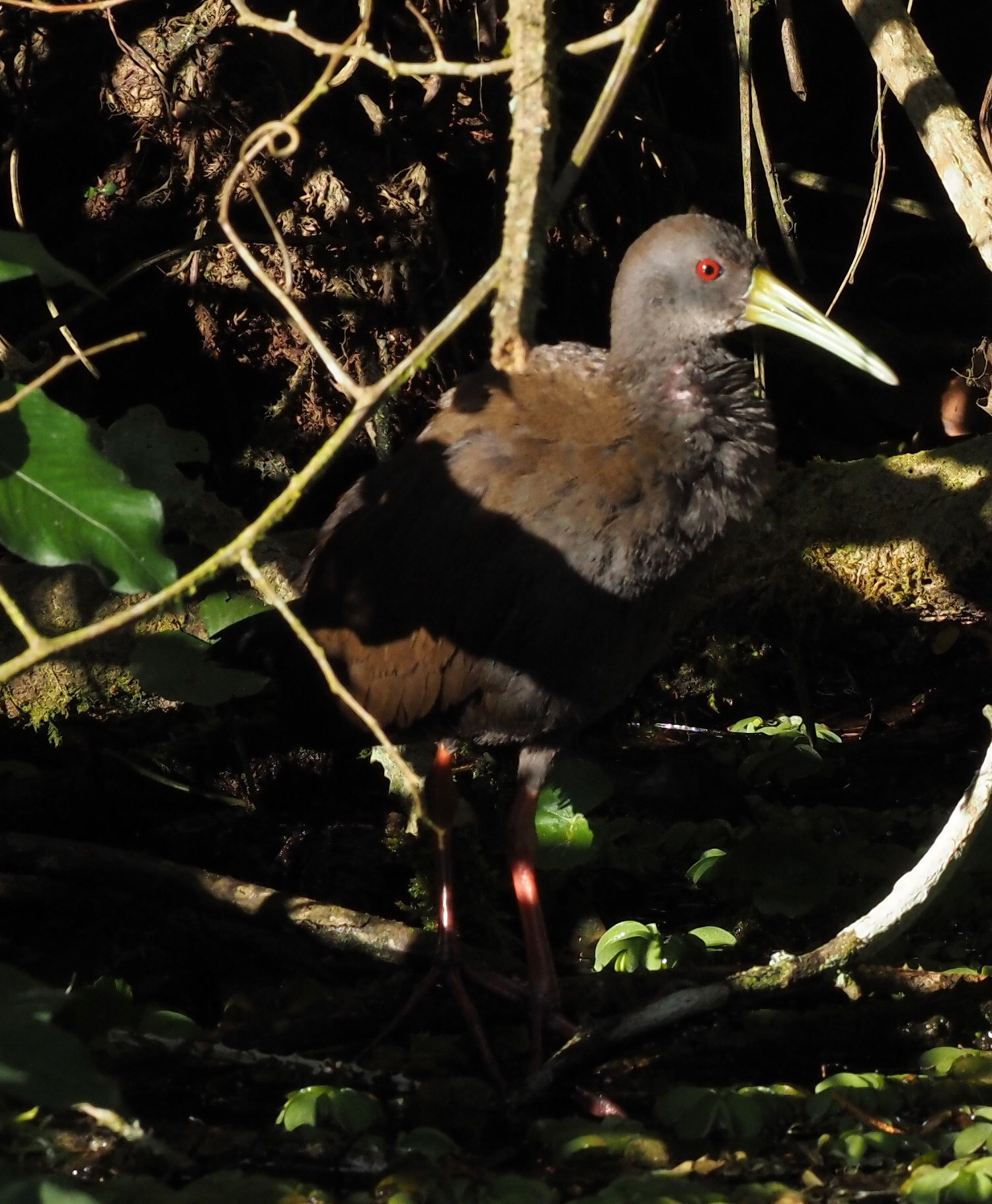 Blackish Rail (Pardirallus nigricans), photo 1